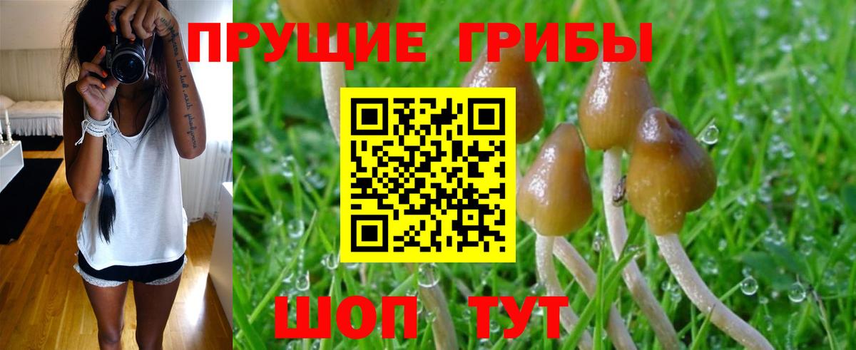 Подольск  Галлюциногенные грибы MAGIC MUSHROOMS  Вход с VPN 
